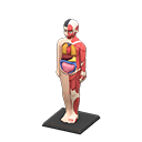 Anatomical Model