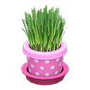 Cat Grass