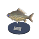 Crucian Carp Model
