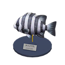 Barred Knifejaw Model