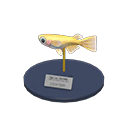 Killifish Model