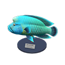 Napoleonfish Model