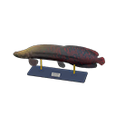 Arapaima Model