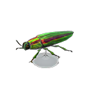 Jewel Beetle Model