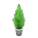 Cypress Plant