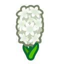 White Hyacinths