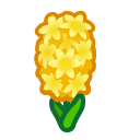 Yellow Hyacinths