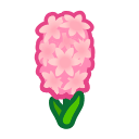 Pink Hyacinths