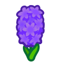 Purple Hyacinths