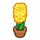 Yellow-Hyacinth Plant