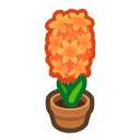 Orange-Hyacinth Plant