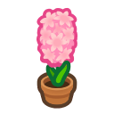 Pink-Hyacinth Plant