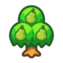 Pear Tree