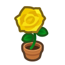 Yellow-Rose Plant