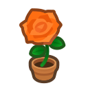Orange-Rose Plant