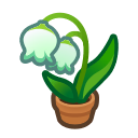 Lily-Of-The-Valley Plant