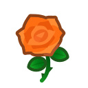 Orange Roses