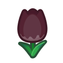 Black Tulips