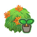 Orange-Tea-Olive Start