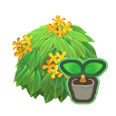 Yellow-Tea-Olive Start