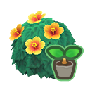 Yellow-Hibiscus Start