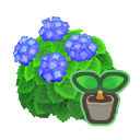 Blue-Hydrangea Start