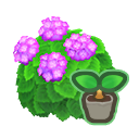 Pink-Hydrangea Start